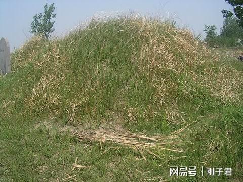 高羊茅：冷季草坪的好伙伴