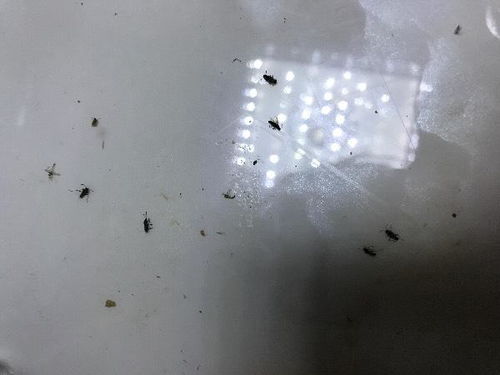 一、 虫子的挣扎与死亡