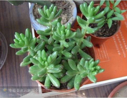 黄杨花的观赏期