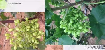 高效防治小果蔷薇病虫害，保障农业丰收