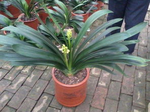 君子兰的病虫害防治小秘诀