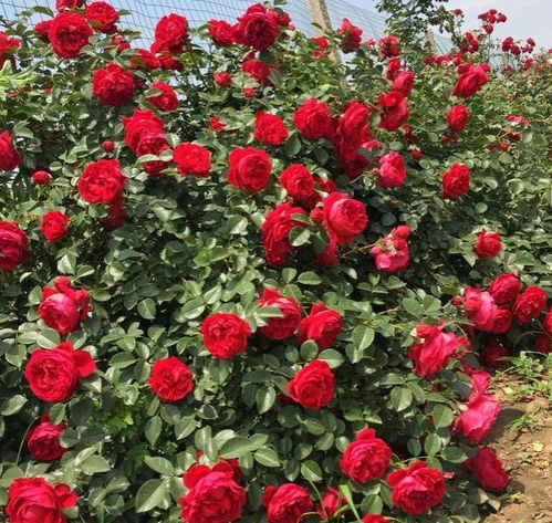 4、甜蜜马车月季