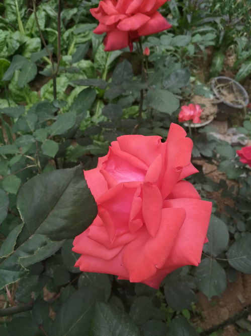 南阳月季基地，淘宝优惠多