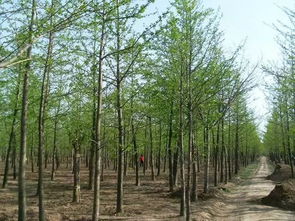 银杏：古老的见证者