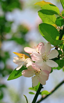 海棠花：草本还是木本？《本草纲目》里的秘密