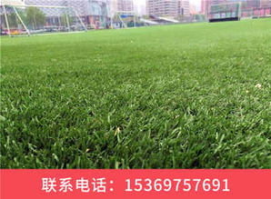 小苗价格， 低到让你惊喜