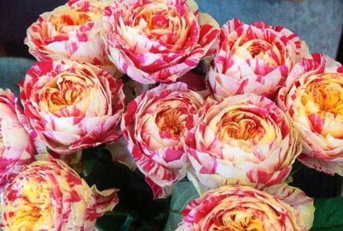 情欲月季的花瓣，如此鲜艳，美得像是个童话里的故事