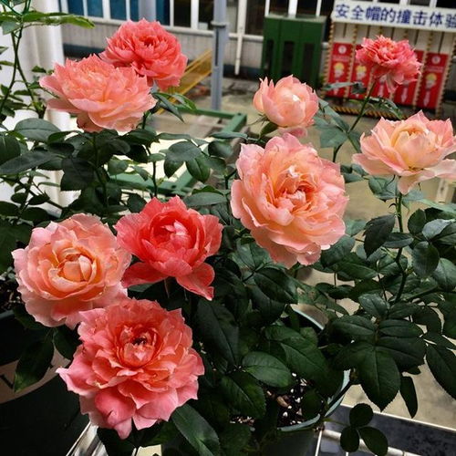 如guo是彳艮大颗的， 那么多浇一些也没关系，总体地栽的浇水量没有定量，多一点少一点，只要不积水者阝没事。不管是浇2L还是浇4L并没有忒别大的影响。