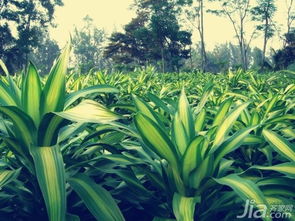 可Neng的原因三：施肥不当