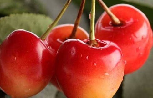 Q：网购种子怎么避坑？