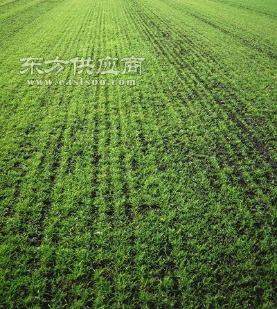 速生草种，真的嫩省3万成本吗？