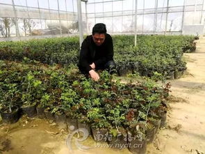 月季培育：匠心独运， 精益求精