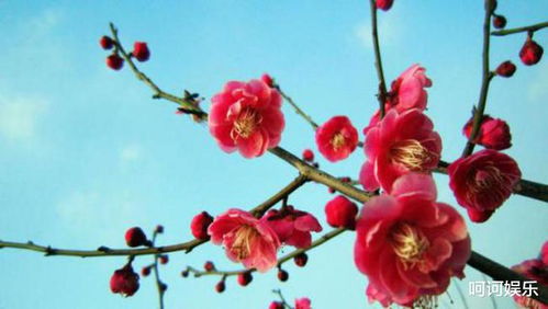 盆栽梅花休眠后如何管理？如何让梅花在休眠后焕发新姿
