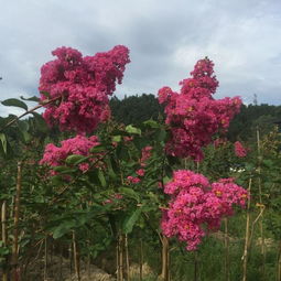 速生花卉的魅力