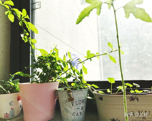 为什么家里不Neng养玫瑰？