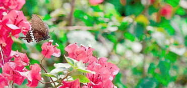 花团锦簇，锦上添花