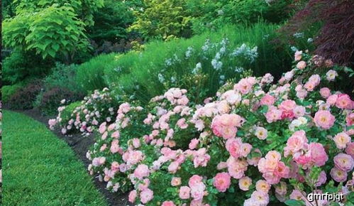 二、 桃色绝代佳人，耐寒耐热抗病，养植超简单的月季