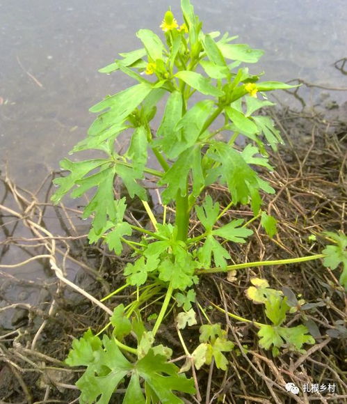注意！这些人不适合吃水芹菜