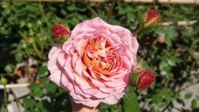 亚伯拉罕达比月季养护秘籍，花朵艳丽花期长