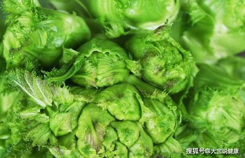 儿菜一般在秋季的9月至10月进行栽种