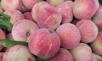 水蜜桃季：春末夏初，6月最佳赏味！