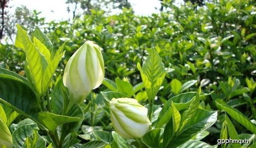 栀子花花期有多长？不同品种开花时间一样吗