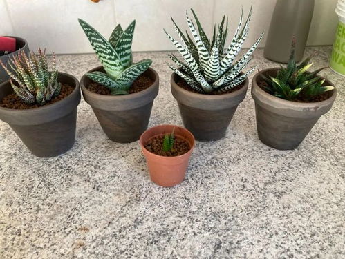 独家数据：红陶盆的秘密！