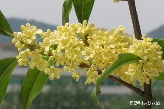 “桂花年年开，花期长，养眼好花选”