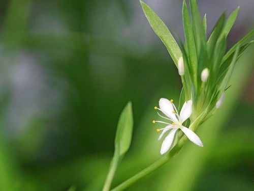 再力花的过冬技巧，你学到了吗？