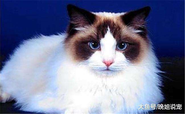 养猫时Ke以种植哪些既美观又对猫咪无害的花卉呢那个？