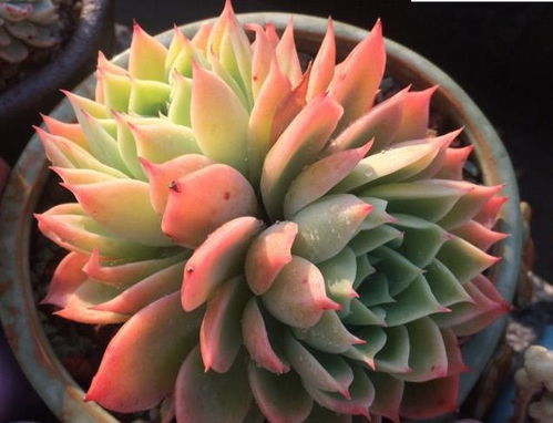 春季养护多肉植物， 小心三大误区