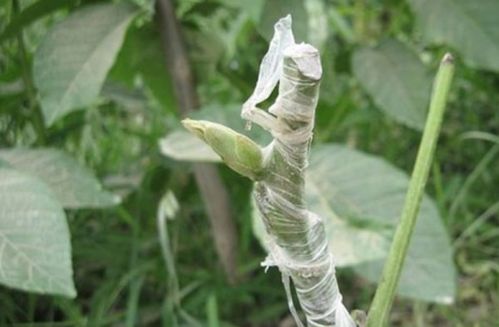 核桃树嫁接时间是什么时候？最佳嫁接期是春季还是秋季