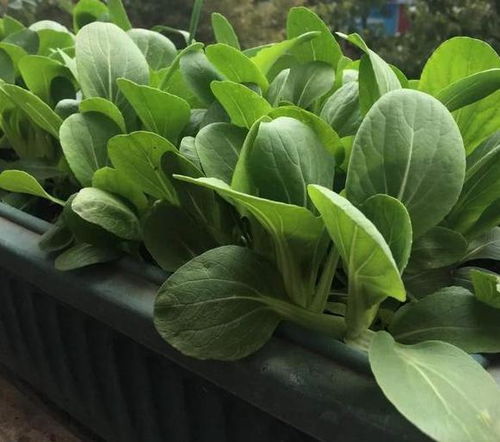 大蒜发芽，种菜轻松搞定