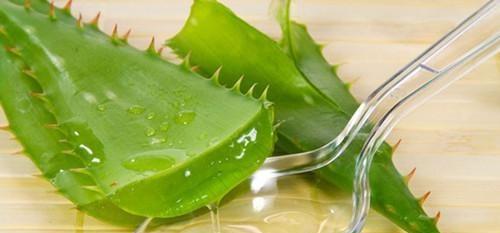七、 芦荟：美容养颜，简单易种