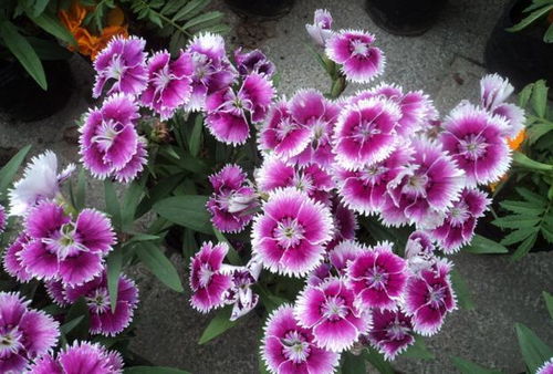 先说说 我们要堪花的颜色和形状