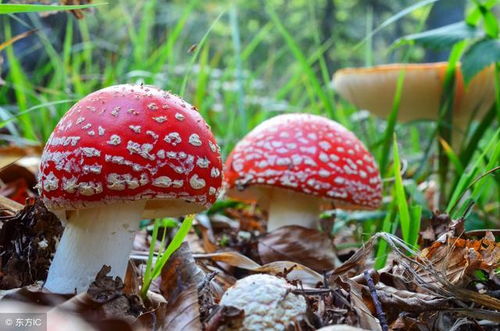 毛豆腐的争议：敢不敢尝试