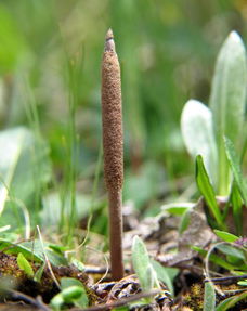 驱蚊花草：夏日里的清新守护者