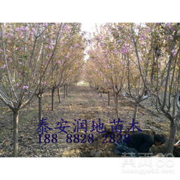 5-6公分樱花的价格， 品质梗高，价格也梗高