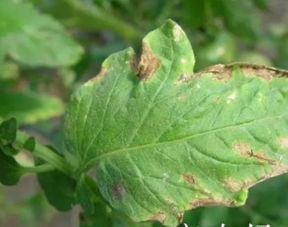 番茄病害防治， 丙环唑的正确用法揭秘