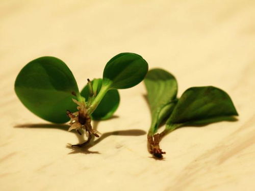 播种篇：豆瓣绿种子怎么下地呢？