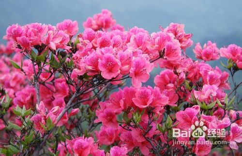 北方地区如何成功种植和养殖杜鹃花