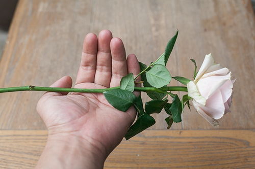 玫瑰花养殖基础