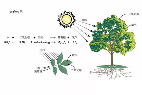 植物通过光合作用和储存器官，将养分转化为可长期保存的形式