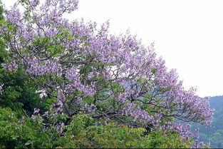 为什么这些植物在南方春天开花