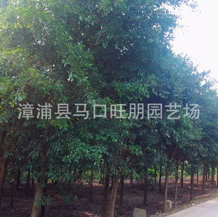 华棕苗：绿化的黄金搭档