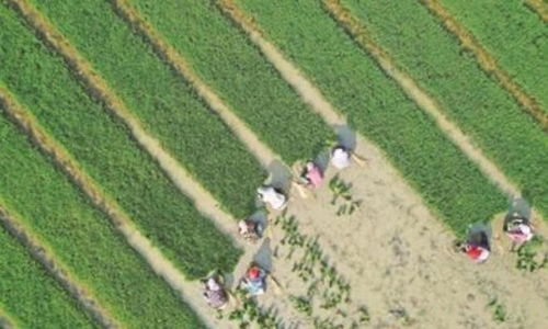 沙漠种花的秘诀