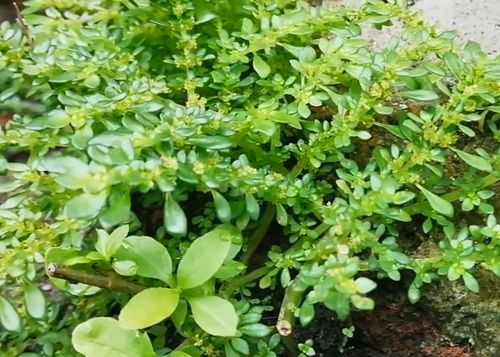 白蒿长啥样？高清图片带你认识白蒿的功效与作用