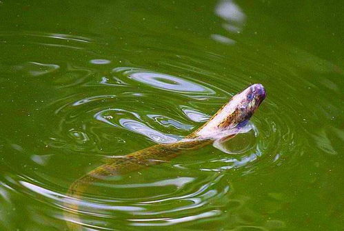 暂养泥鳅需根据种类选择适宜方法，如温度、密度、水质等