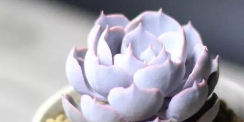 多肉植物生长状态不佳，如何根据浇水频率调整浇水时间