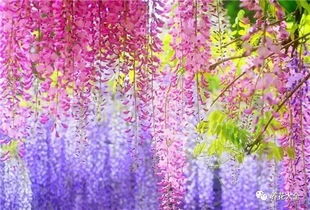 移栽紫藤蕞佳发芽时间是什么时候？